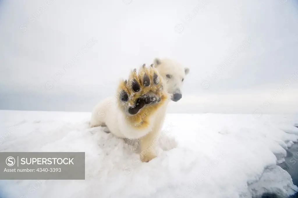 Curious Polar bear cub (Ursus maritimus) on newly formed pack ice, Beaufort Sea, Arctic National Wildlife Refuge, North Slope, Alaska, USA