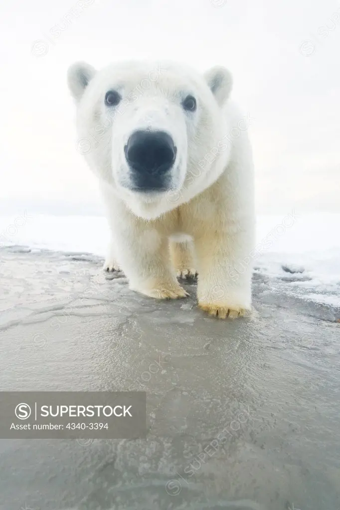 Curious Polar bear cub (Ursus maritimus) in freezing water, Beaufort Sea, Bernard Spit, Arctic National Wildlife Refuge, North Slope, Alaska, USA