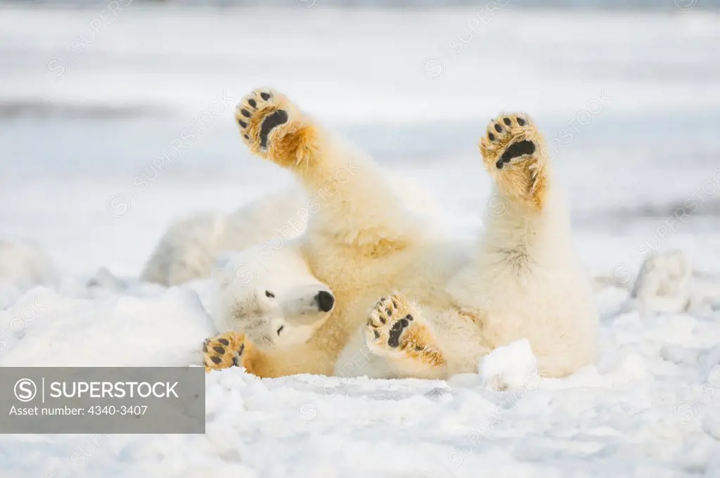 Polar bear (Ursus maritimus) sow rolling around on newly formed pack ice, Beaufort Sea, Arctic National Wildlife Refuge, North Slope, Alaska, USA