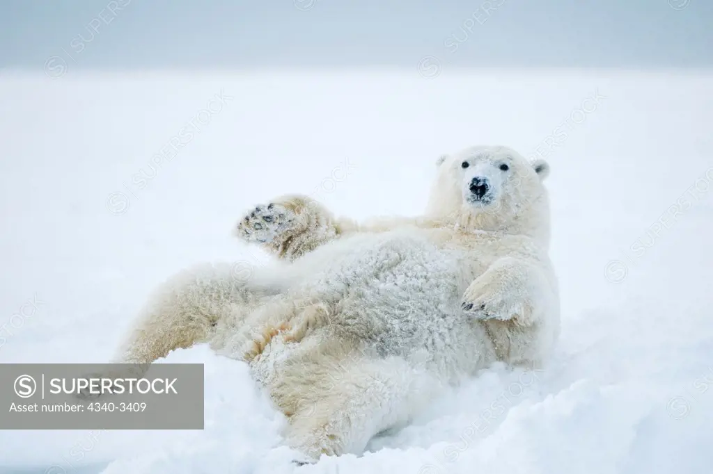 Female Polar bear (Ursus maritimus) rolls around on newly formed pack ice, Beaufort Sea, Arctic National Wildlife Refuge, North Slope, Alaska, USA