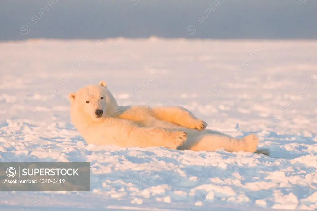 Polar bear (Ursus maritimus) cub resting on newly formed pack ice, Beaufort Sea, Arctic National Wildlife Refuge, North Slope, Alaska, USA