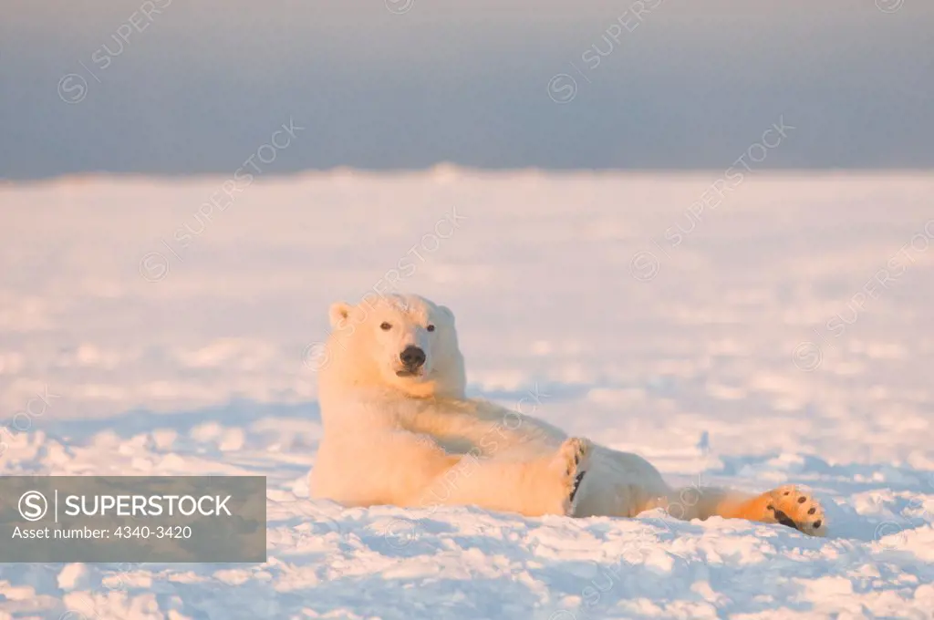 Polar bear (Ursus maritimus) cub resting on newly formed pack ice, Beaufort Sea, Arctic National Wildlife Refuge, North Slope, Alaska, USA