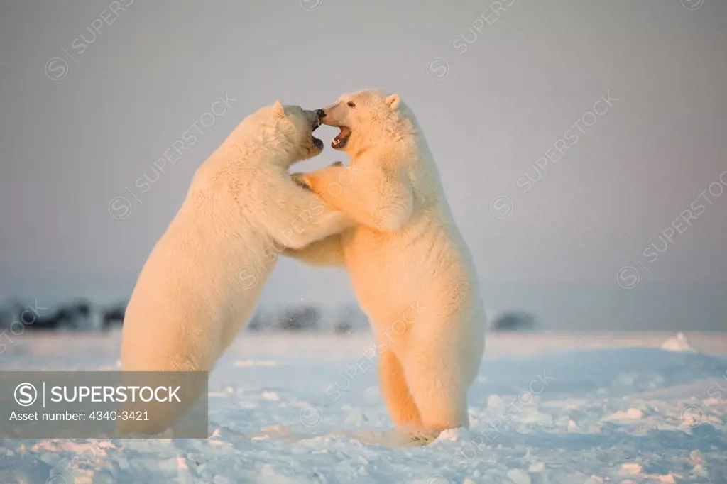 Two juvenile Polar bears (Ursus maritimus) playing on newly formed pack ice, Beaufort Sea, Arctic National Wildlife Refuge, North Slope, Alaska, USA