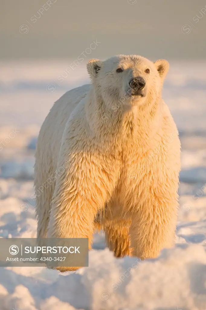Polar bear (Ursus maritimus) sow with wet matted fur walking over newly forming pack ice, Beaufort Sea, Arctic National Wildlife Refuge, North Slope, Alaska, USA