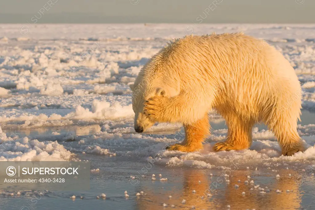 Polar bear cub (Ursus maritimus) rubbing its face, Beaufort Sea, Arctic National Wildlife Refuge, North Slope, Alaska, USA