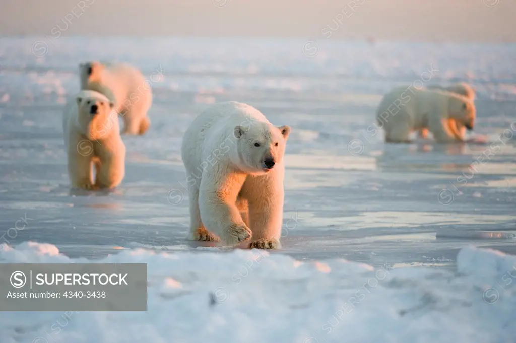Polar bear (Ursus maritimus) sows with cubs walking over newly formed pack ice, Beaufort Sea, Arctic National Wildlife Refuge, North Slope, Alaska, USA