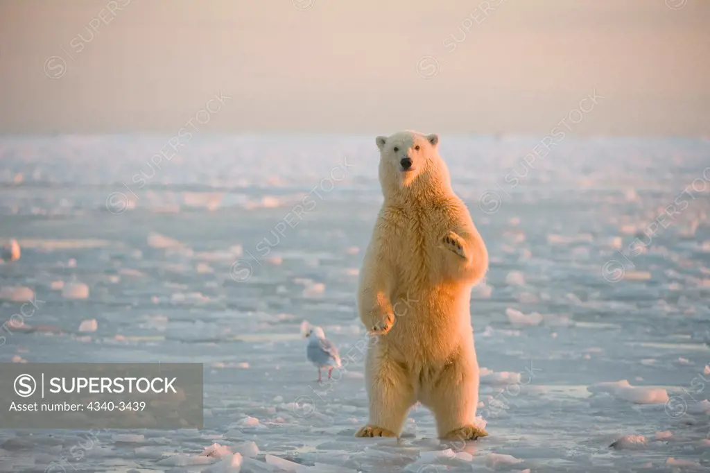 Polar bear (Ursus maritimus) cub standing on the newly formed pack ice during fall freeze up, Beaufort Sea, Arctic National Wildlife Refuge, North Slope, Alaska, USA