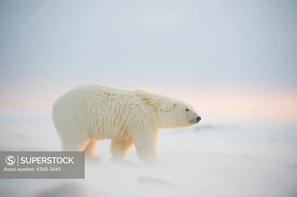Polar bear cub (Ursus maritimus) walking on newly formed pack ice, Beaufort Sea, Arctic National Wildlife Refuge, North Slope, Alaska, USA