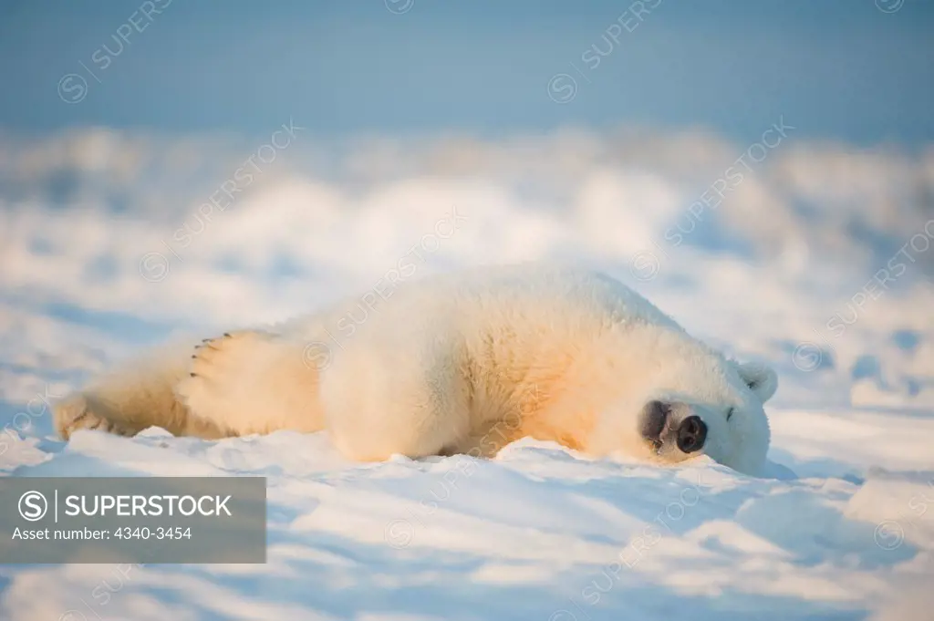 Polar bear cub (Ursus maritimus) sleeping on the newly frozen pack ice, Beaufort Sea, Arctic National Wildlife Refuge, North Slope, Alaska, USA