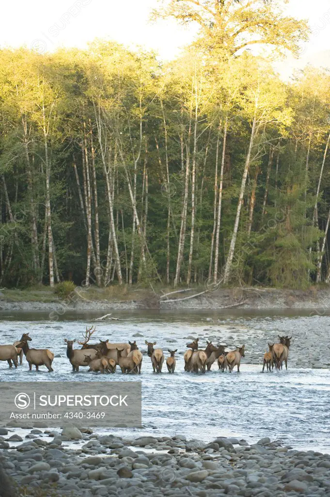 Herd of Roosevelt elk (Cervus canadensis roosevelti) along the Quinault River, Olympic National Park, Olympic Peninsula, Washington State, USA