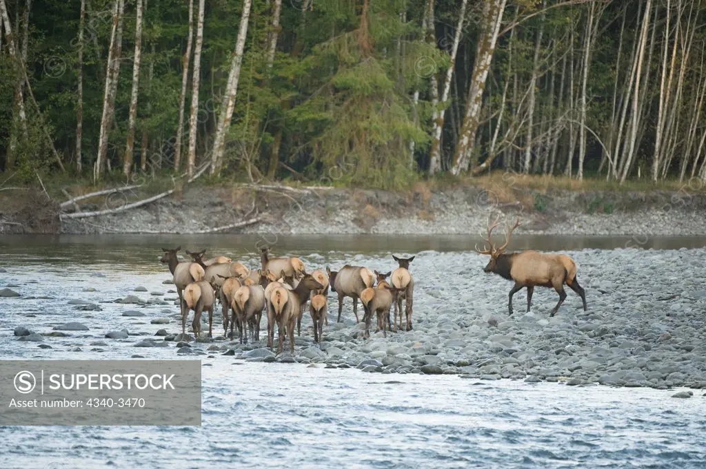 Herd of Roosevelt elk (Cervus canadensis roosevelti) along the Quinault River, Olympic National Park, Olympic Peninsula, Washington State, USA