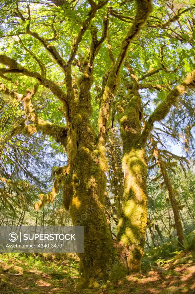 Understory of moss draped Bigleaf maple (Acer macrophyllum) trees in the rainforest in summer, Quinault River, Olympic National Park, Olympic Peninsula, Washington State, USA