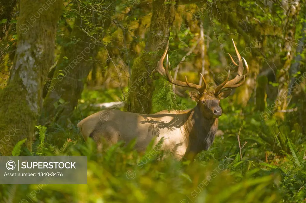 Roosevelt elk (Cervus canadensis roosevelti) standing in a forest, Quinault River, Olympic National Park, Olympic Peninsula, Washington State, USA
