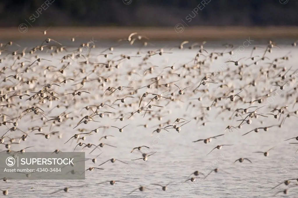 Flock of Western Sandpipers (Calidris mauri) in flight over Hartney Bay, Copper River Delta, Cordova, Alaska, USA