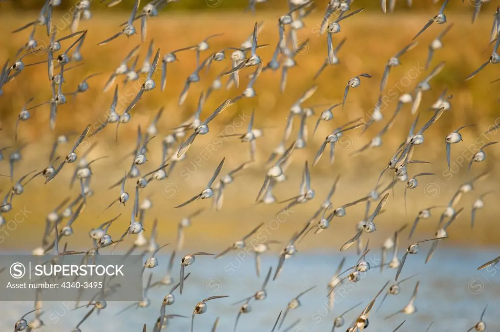 Flock of Dunlin Sandpipers (Calidris alpina) and Western Sandpipers (Calidris mauri) in flight over Hartney Bay, Copper River Delta, Cordova, Alaska, USA