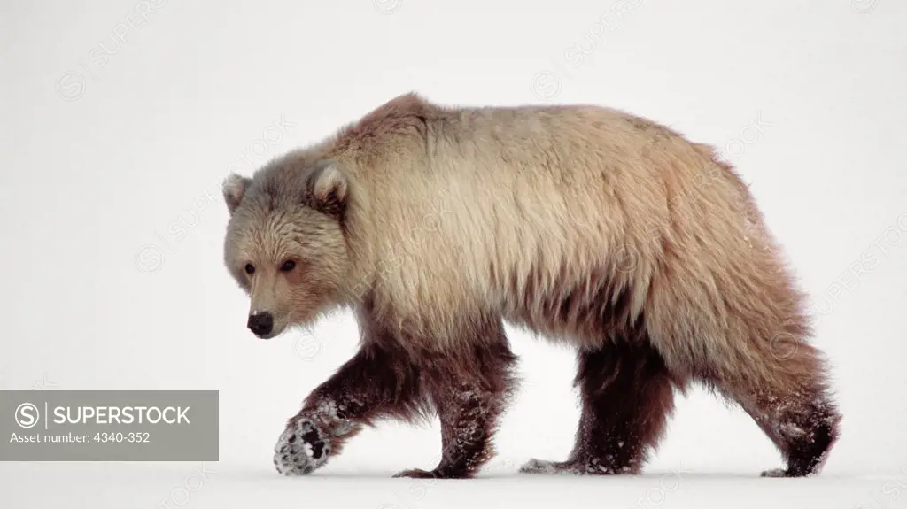 Arctic Grizzly Bear Walking in the Arctic National Wildlife Refuge, Alaska