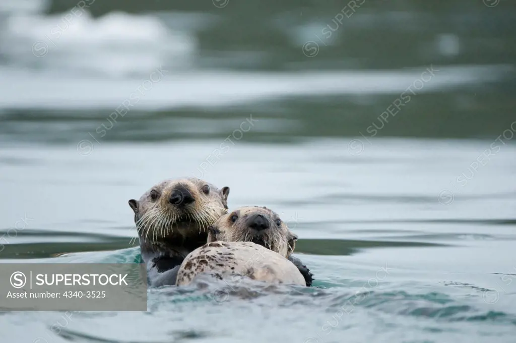 Female Sea otter (Enhydra lutris) resting with its young, Columbia Glacier, Columbia Bay, Chugach National Forest, Alaska, USA