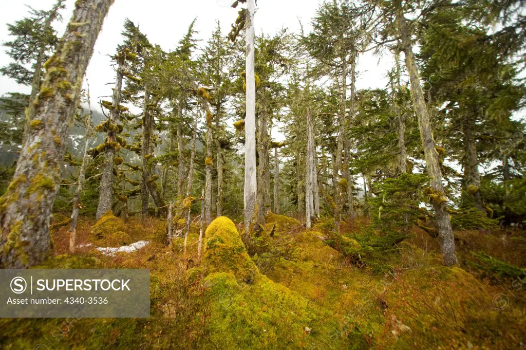 Spruce trees in a rainforest, Columbia Bay, Chugach National Forest, Prince William Sound, Alaska, USA