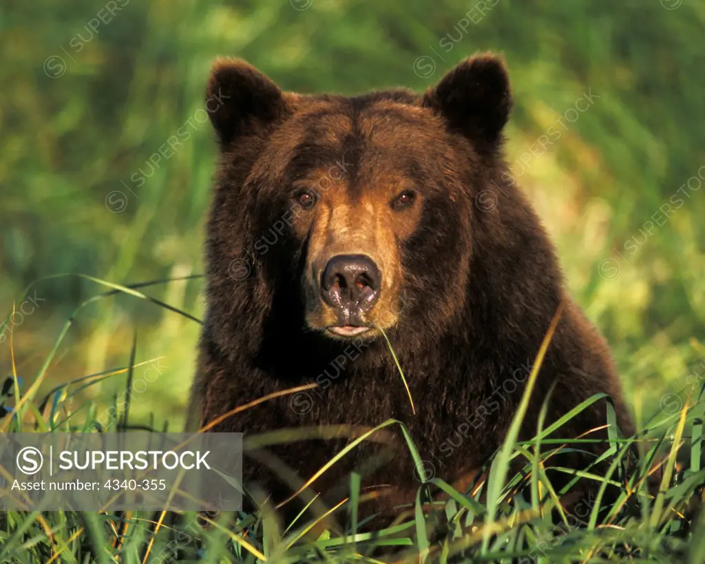 Grizzly Bear Sow Eating Grass in Katmai National Park and Preserve , Alaska