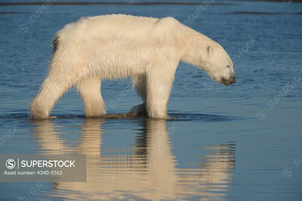 USA, Alaska, Arctic National Wildlife Refuge, North Slope, Beaufort Sea, Hungry polar bear (Ursus maritimus) looking for food along coast in summer