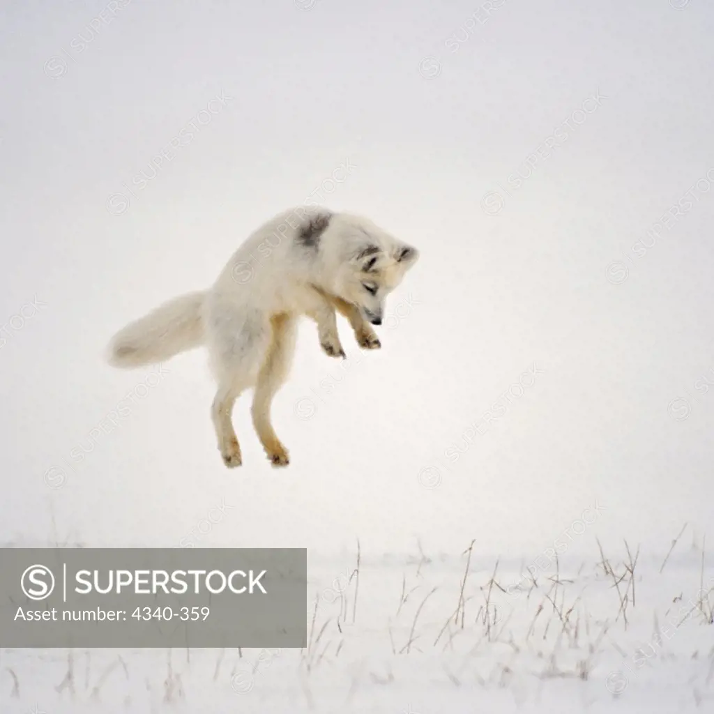 Arctic Fox Hunting Rodents on the North Slope of the Brooks Range, Alaska