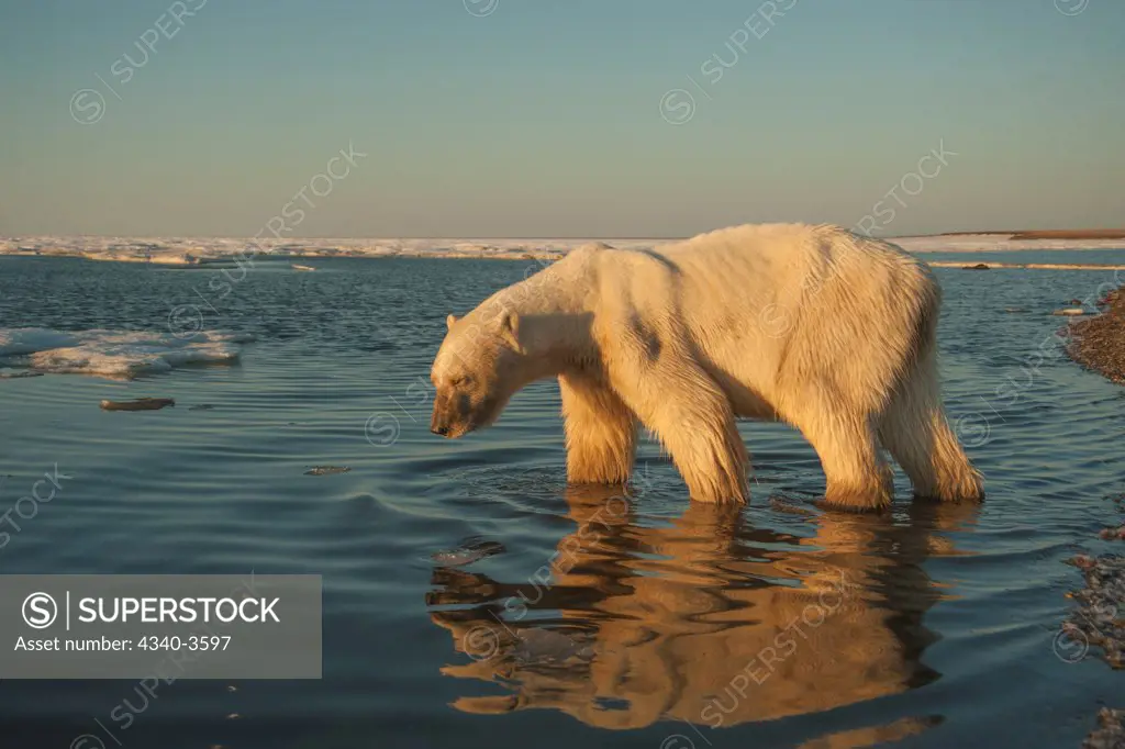 USA, Alaska, North Slope, Arctic National Wildlife Refuge, Beaufort Sea, starving skinny adult polar bear (Ursus maritimus) adult looking for food along coast