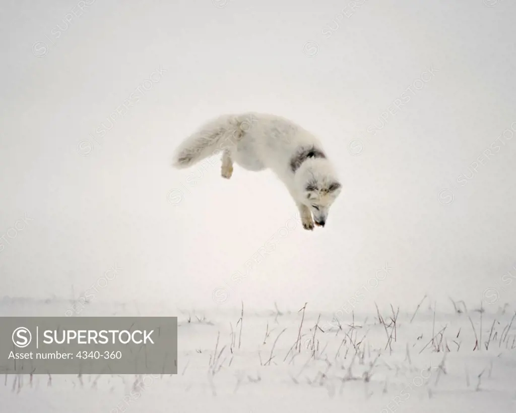 Arctic Fox Hunting Rodents on the North Slope of the Brooks Range, Alaska