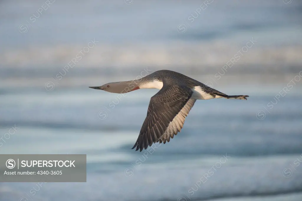 USA, Alaska, Point Barrow, National Petroleum Reserves, Red-throated loon (Gavia stellata) taking flight from freshwater lake