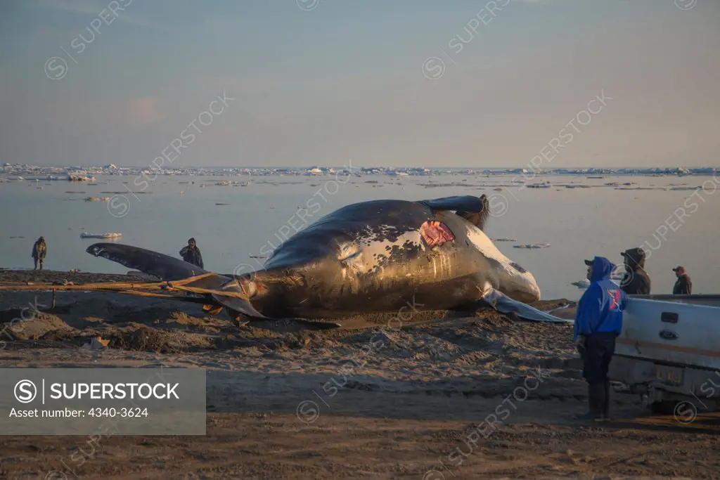 USA, Chukchi Sea, Alaska, Barrow, Bowhead whale (Balaena mysticetus) catch caught by Inupiaq subsistence whalers