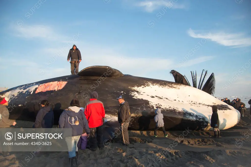 USA, Chukchi Sea, Alaska, Barrow, Inupiaq subsistence whalers butcher bowhead whale (Balaena mysticetus) catch in early summer, Arctic coast of Alaska