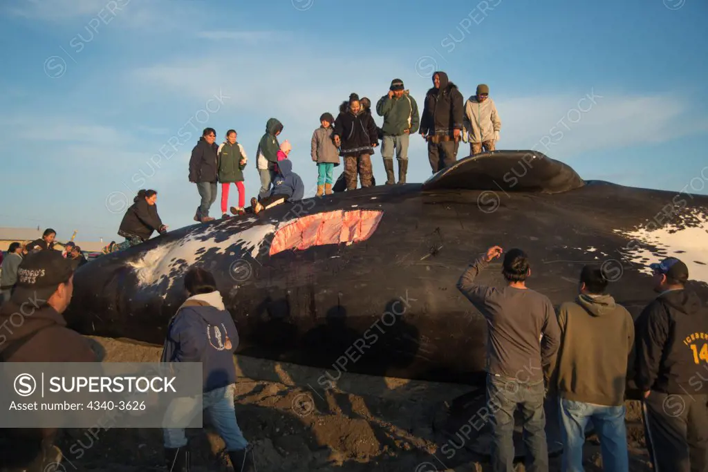 USA, Chukchi Sea, Alaska, Barrow, Local children stand upon bowhead whale (Balaena mysticetus) catch caught by Inupiaq subsistence whalers, Arctic coast of Alaska