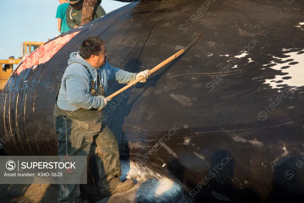 USA, Chukchi Sea, Alaska, Barrow, Inupiaq subsistence whaler butchering bowhead whale (Balaena mysticetus) catch, Arctic coast of Alaska