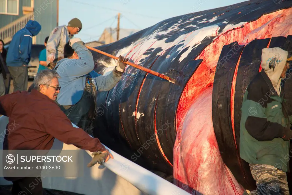 USA, Chukchi Sea, Alaska, Barrow, Inupiaq subsistence whalers butcher bowhead whale (Balaena mysticetus) catch in early summer, Arctic coast of Alaska