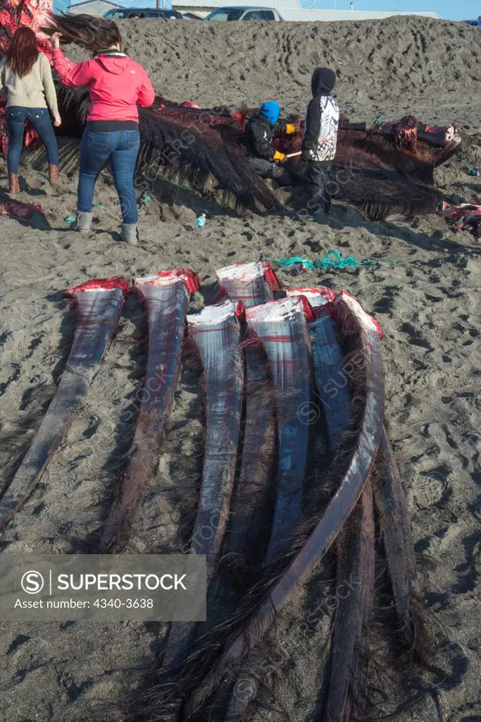 USA, Chukchi Sea, Alaska, Barrow, Strips of baleen removed from bowhead whale's (Balaena mysticetus) mouth
