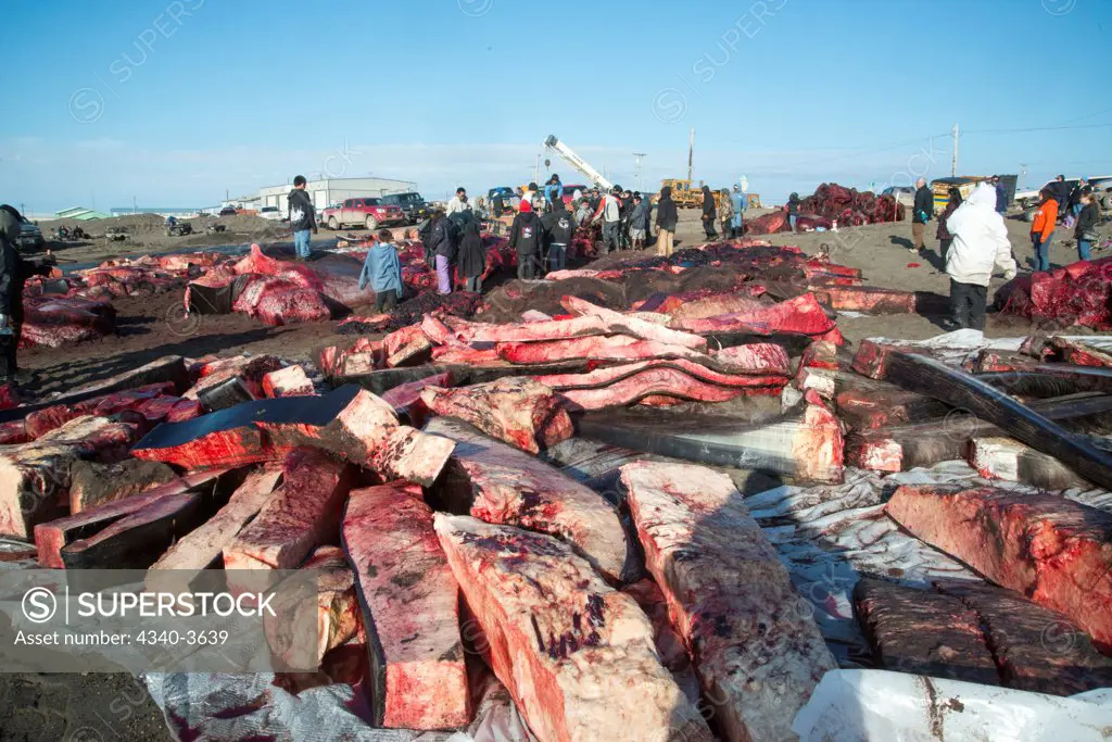 USA, Chukchi Sea, Alaska, Barrow, Inupiaq subsistence whalers sort out shares of bowhead whale (Balaena mysticetus) muktuk (strips of skin and blubber)