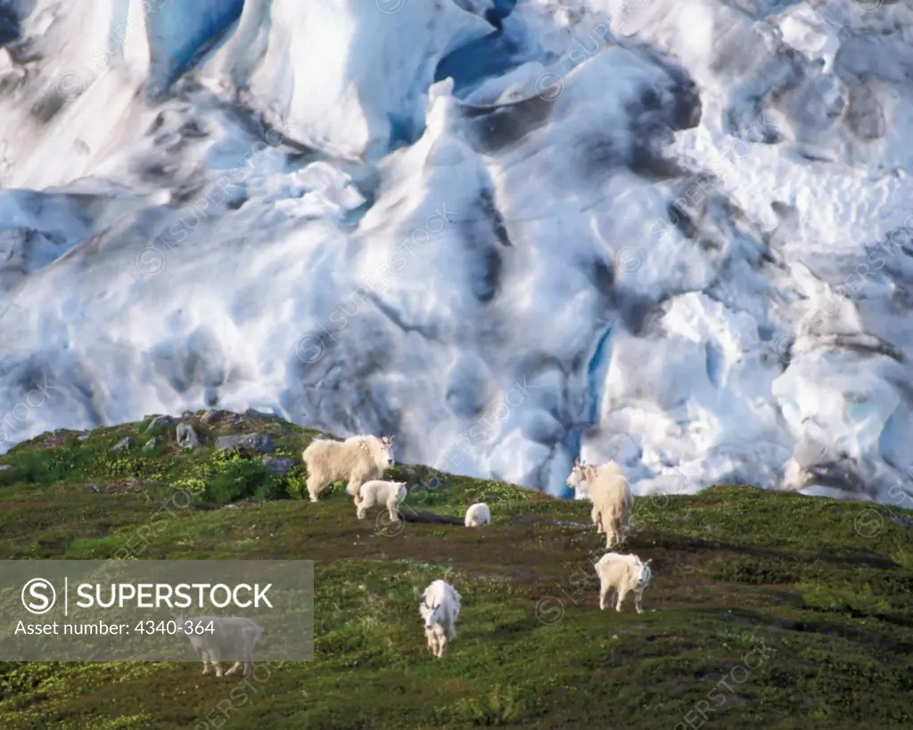 Mountain Goats Beside Exit Glacier
