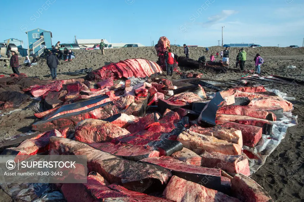 USA, Chukchi Sea, Alaska, Barrow, Inupiaq subsistence whalers sort out shares of bowhead whale (Balaena mysticetus) muktuk (strips of skin and blubber). food will be shared with family and community members,