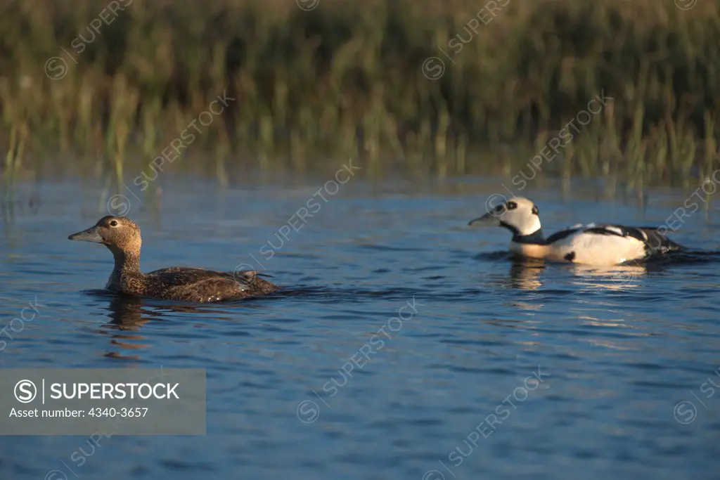 USA, USA, Alaska, North Slope, Barrow, National Petroleum Reserves, Steller's eider (Polysticta stelleri) pair on freshwater lake in summer