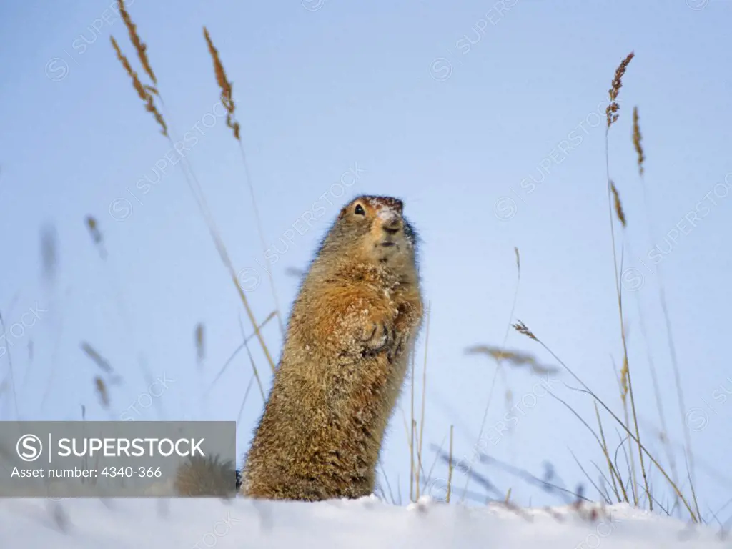 Arctic Ground Squirrel on Snow-Covered Tundra