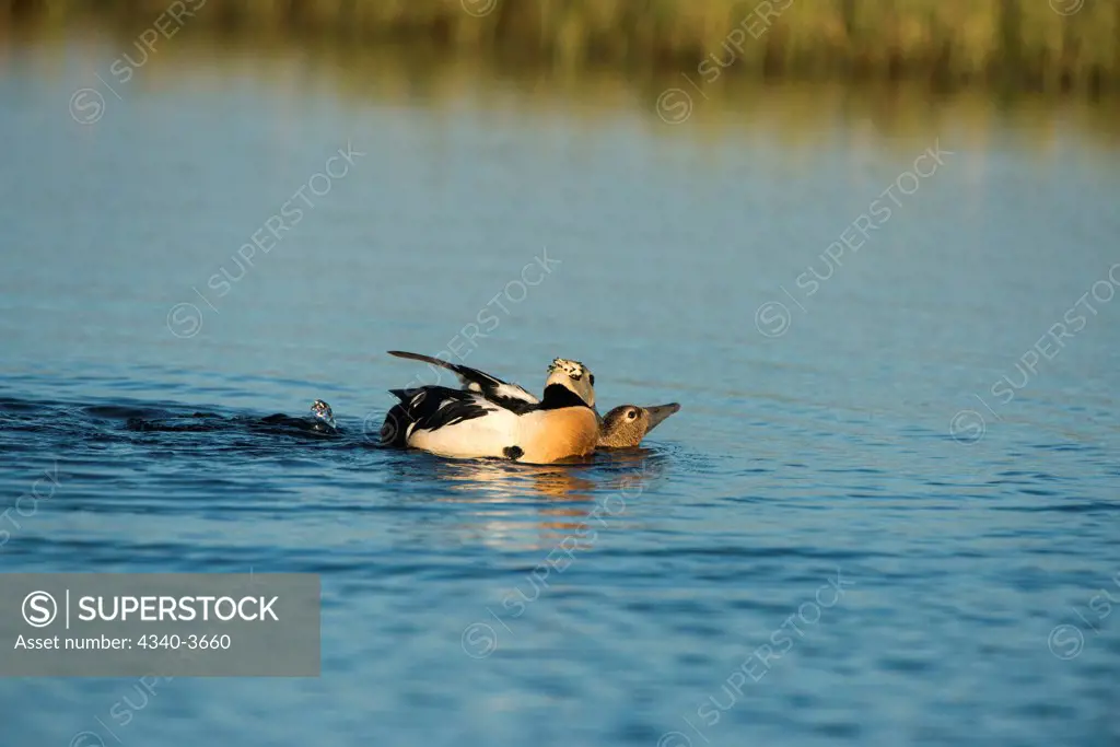 USA, USA, Alaska, North Slope, Barrow, National Petroleum Reserves, Steller's eider (Polysticta stelleri) pair mating on freshwater lake in summer