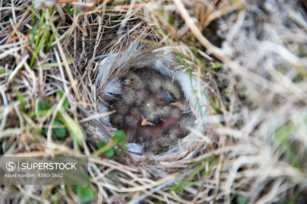 USA, Alaska, Barrow, National Petroleum Reserves, Newborn chicks on grassy tundra nest