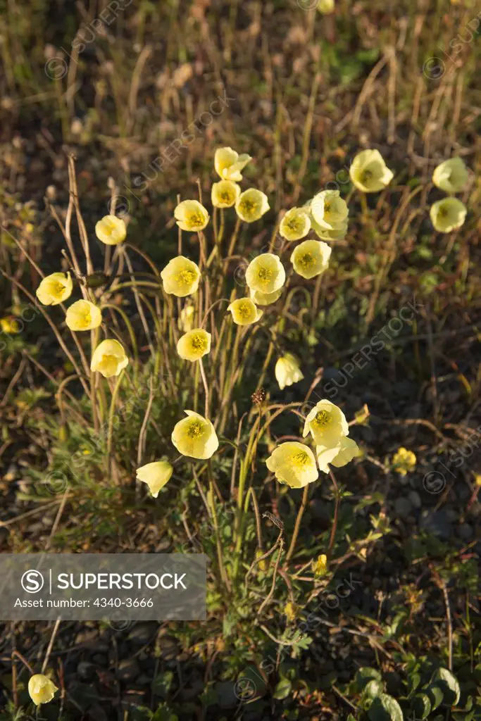 USA, USA, Alaska, North Slope, National Petroleum Reserves, Iceland poppy (Papaver nudicaule L.) blooming along Arctic coast in summer