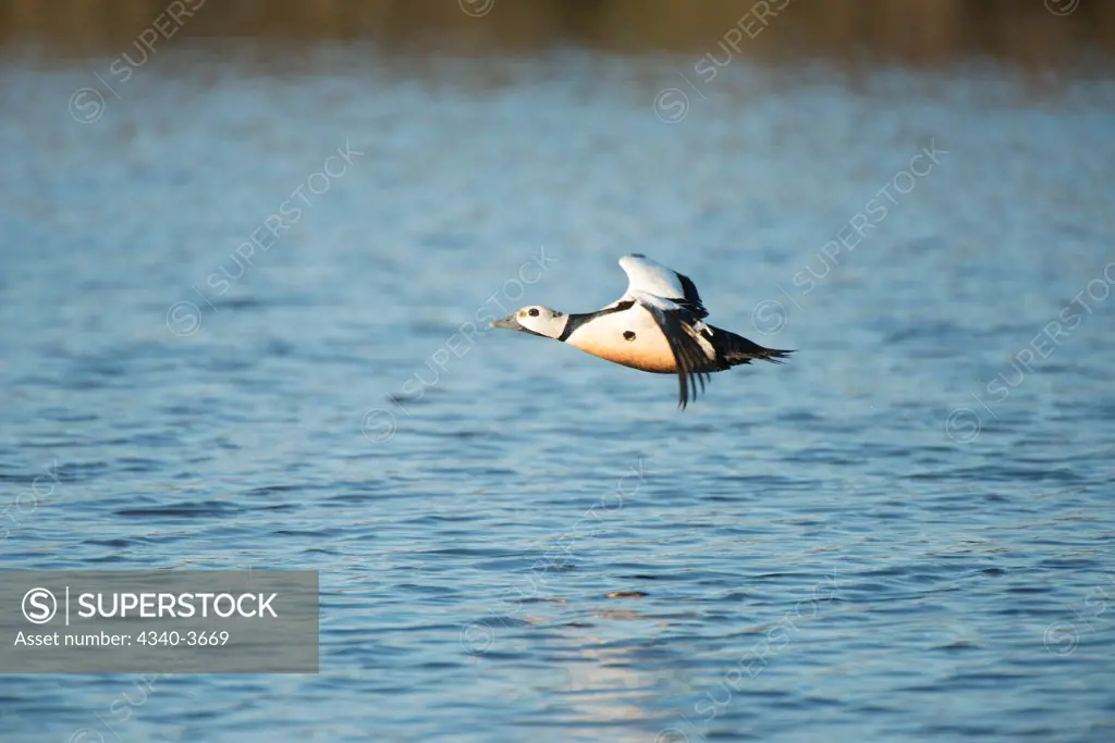 USA, USA, Alaska, North Slope, Barrow, National Petroleum Reserves, Steller's eider (Polysticta stelleri) male taking flight in summer