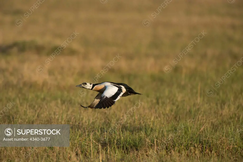 USA, USA, Alaska, North Slope, National Petroleum Reserves, Steller's eider (Polysticta stelleri), male taking flight in summer