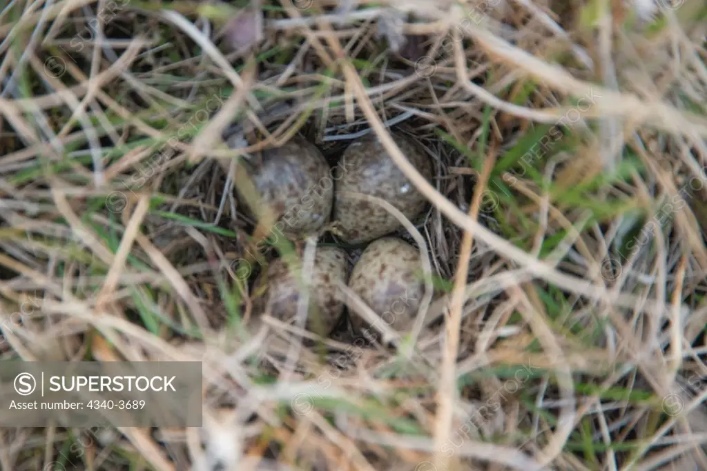 USA, USA, Alaska, North Slope, National Petroleum Reserves, Point Barrow, Nest with eggs of Lapland Longspur (Calcarius lapponicus) in tundra