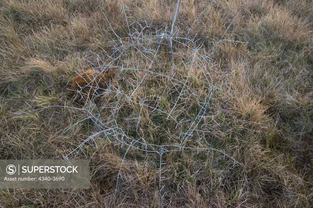 USA, USA, Alaska, North Slope, National Petroleum Reserves, Bird eggs on grassy tundra nest covered with wire to protect them from predators