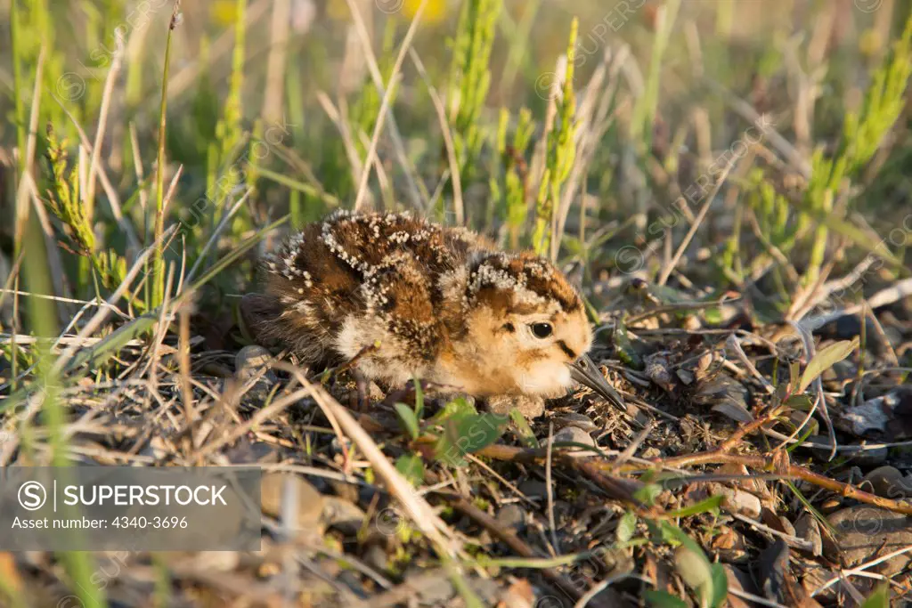 USA, USA, Alaska, North Slope, National Petroleum Reserves, Black bellied Plover 's (Pluvialis sqatarola or American Golden, Pluvialis dominica) chick on grassy tundra nest