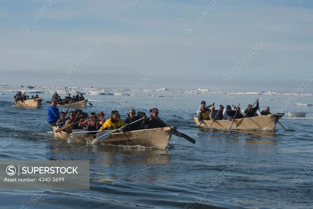 USA, USA, Alaska, North Slope, Barrow, Chukchi Sea, Umiak boats, made of inupiaq (bearded seal skin) racing during celebration of Independence Day