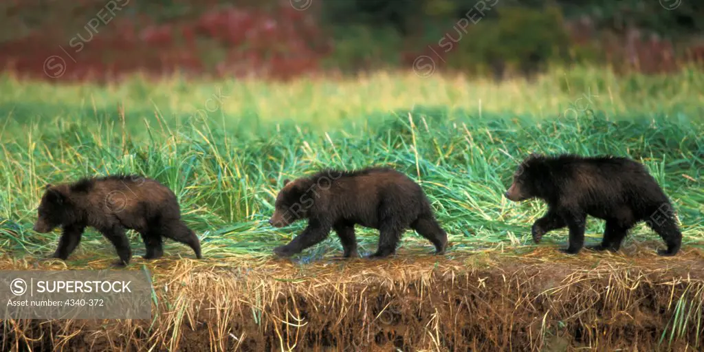 Three Grizzly Bear Cubs Walk Along a Riverbank, Katmai National Park and Preserve, Alaska