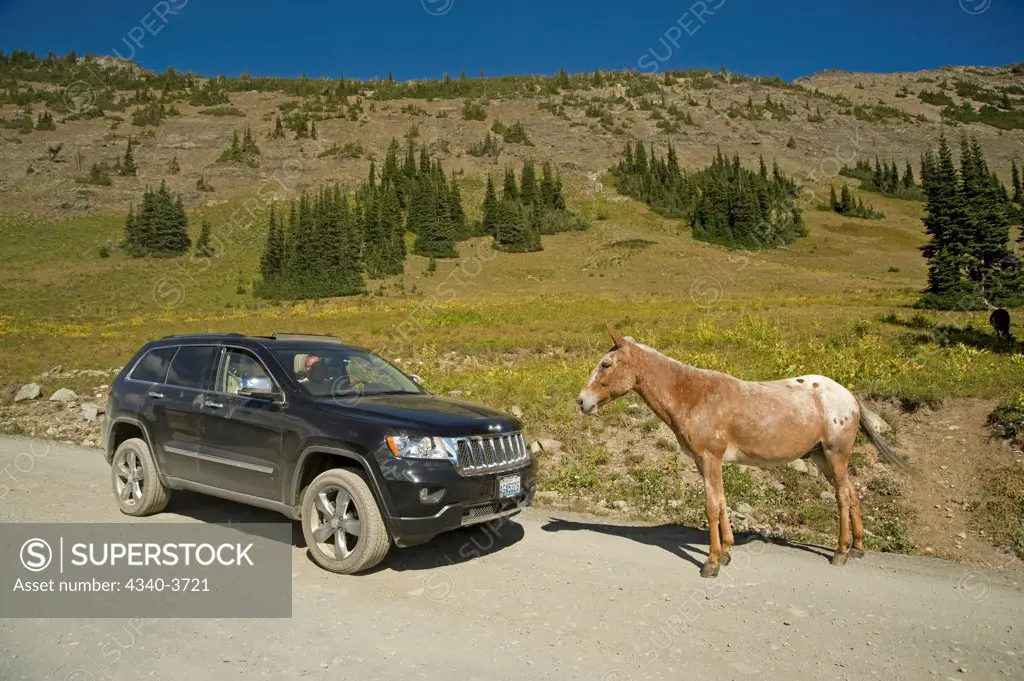 USA, Washington State, North Cascades National Park, Pasayten Wilderness, Pacific Crest Trail, Okanogan-Wenatchee National Forest, Hart's Pass, Mule stopping car on alpine road looking for handout